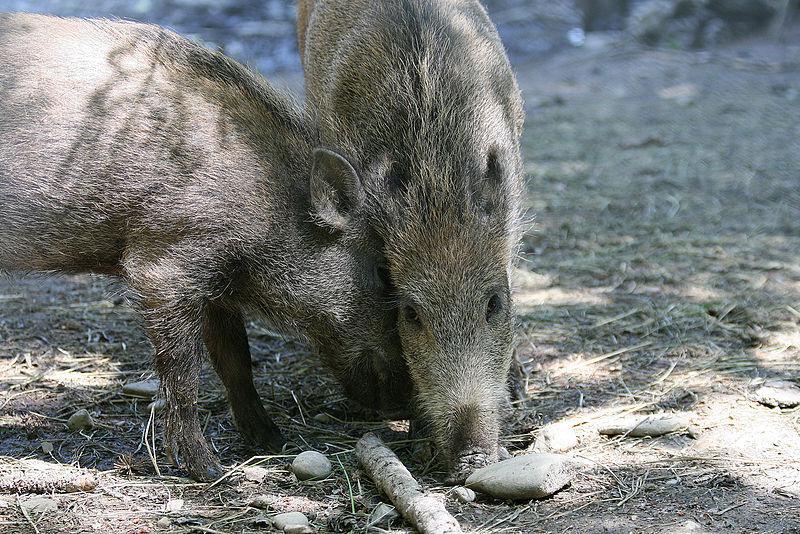 Kliknutím zavřete okno